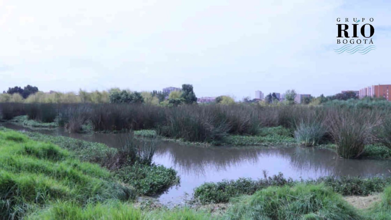 Este año la administración distrital ha sembrado más de 600 árboles en humedales de Bogotá. Foto: SDA