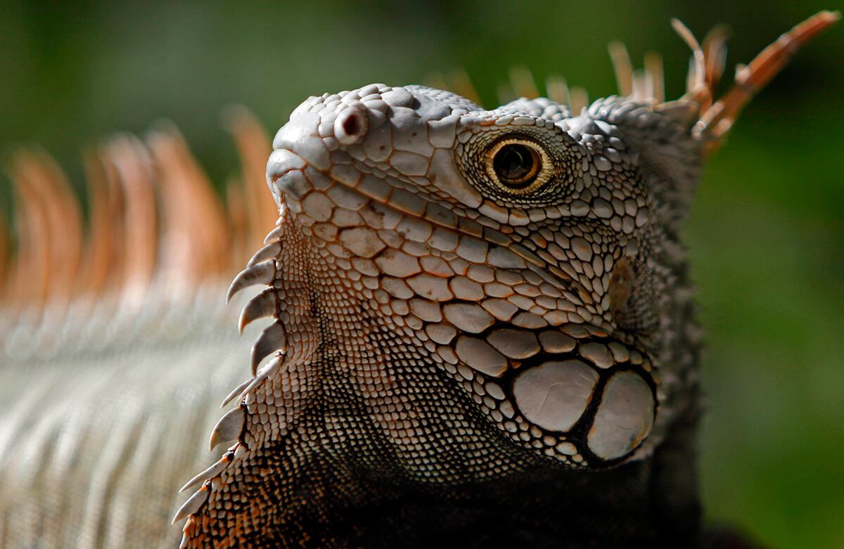 Una iguana verde toma el sol en el área protegida Cabezas de San Juan en Fajardo, Puerto Rico. La reserva Cabezas de San Juan posee una de las pocas bahías bioluminiscentes del mundo. (AP)