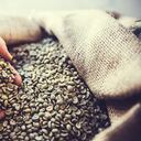 Las manos de un hombre sostienen granos de café sin tostar recién cosechados en una bolsa de arpillera. Horizontal con espacio de copia.