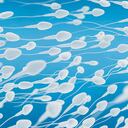 Científicos descubren que los espermatozoides no nadan moviendo su cola.