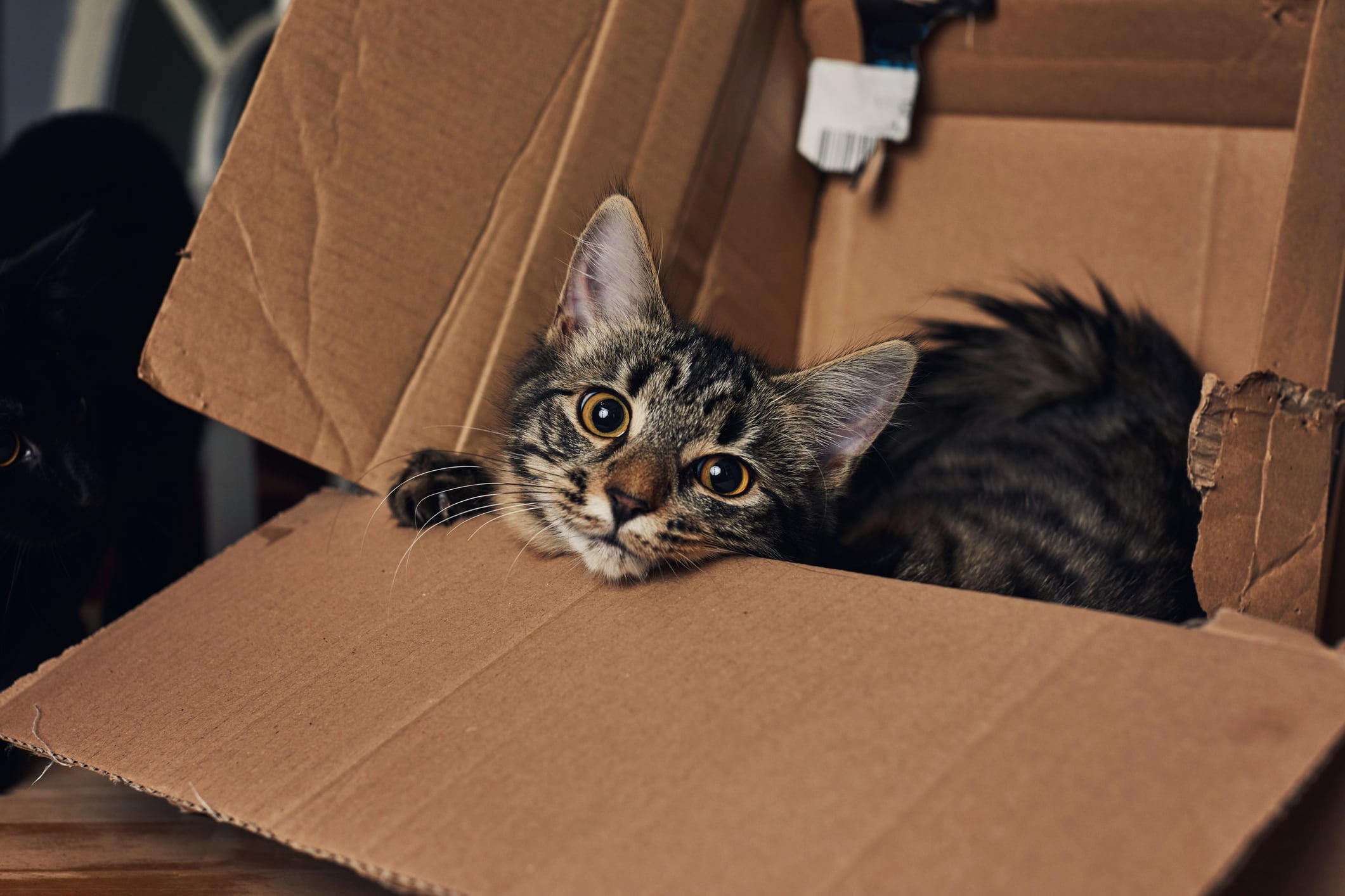¿Por qué los gatos prefieren jugar con las cajas de cartón?