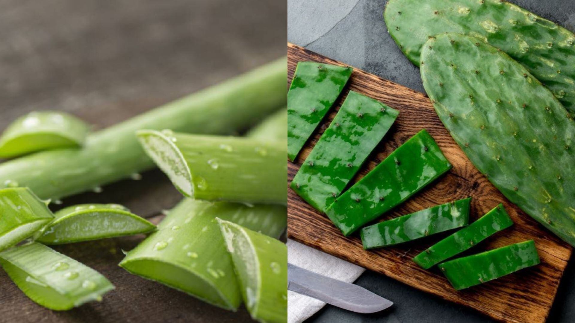 Sábila y Nopal