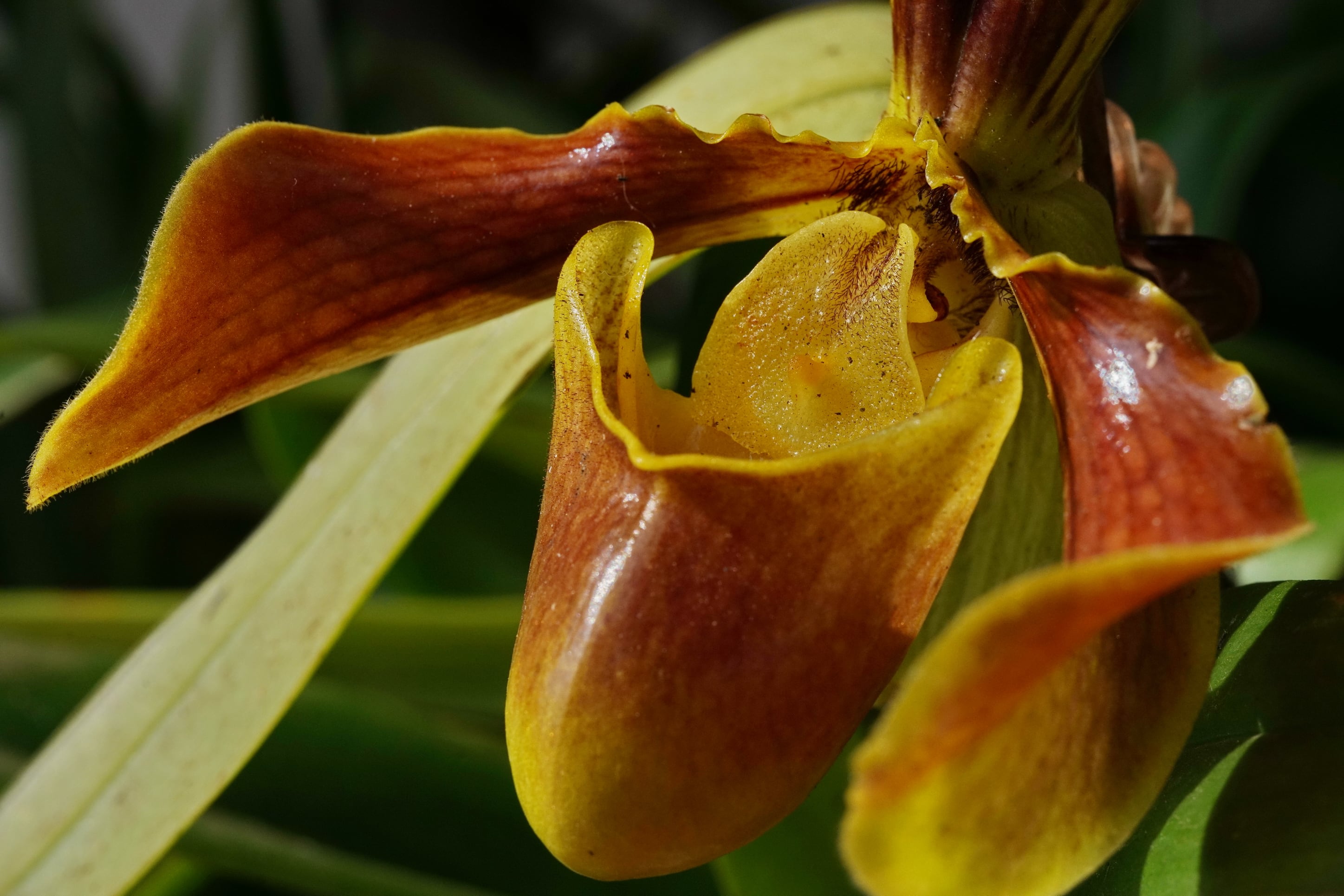 La CVC hizo un  recorrido de observación de orquídeas en el Mirador de las Orquídeas, en la ruta al monumento de Cristo Rey, un lugar único de la ciudad de Cali. Esto como antesala a la Semana de la Biodiversidad. Una experiencia para apreciar la riqueza natural del Valle del Cauca y resaltar la importancia de la conservación de nuestra biodiversidad.