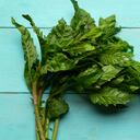 Mexican fresh epazote on turquoise background