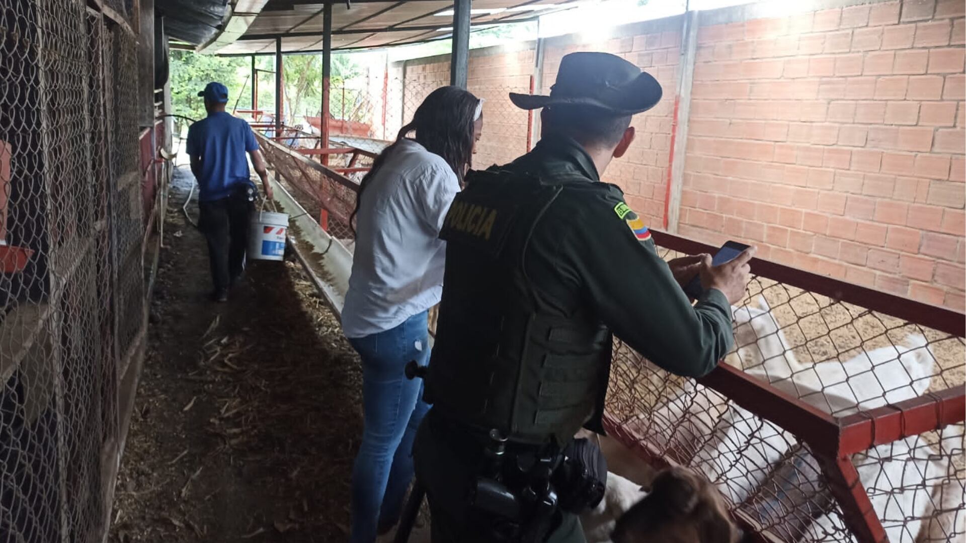 Animales rescatados en Cali.