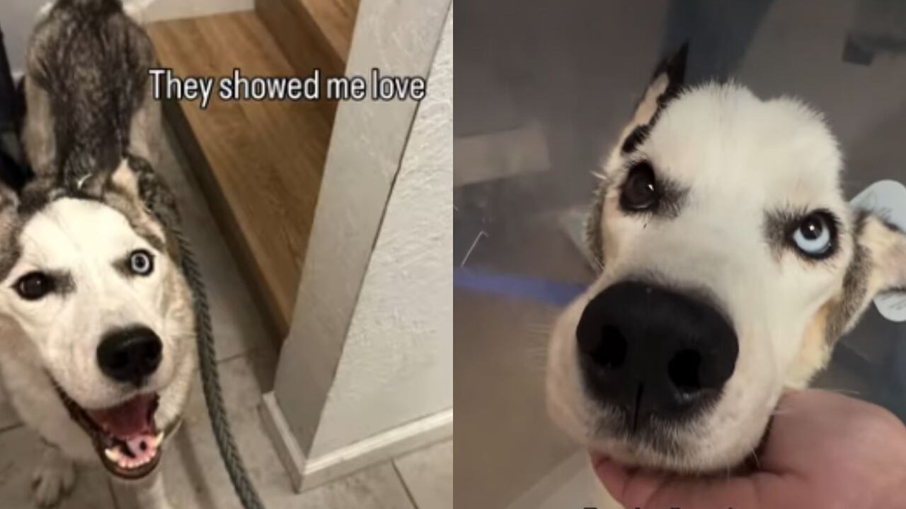 El perro, llamado Wolf, luchó por su vida incansablemente.