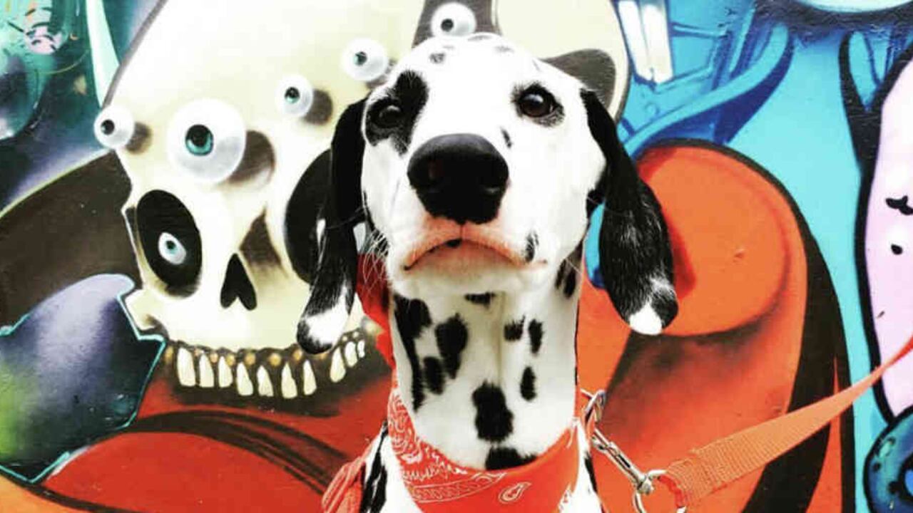 Él es Capitán, el perro modelo.