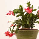 Cactus de Navidad o pluma de Santa Teresa