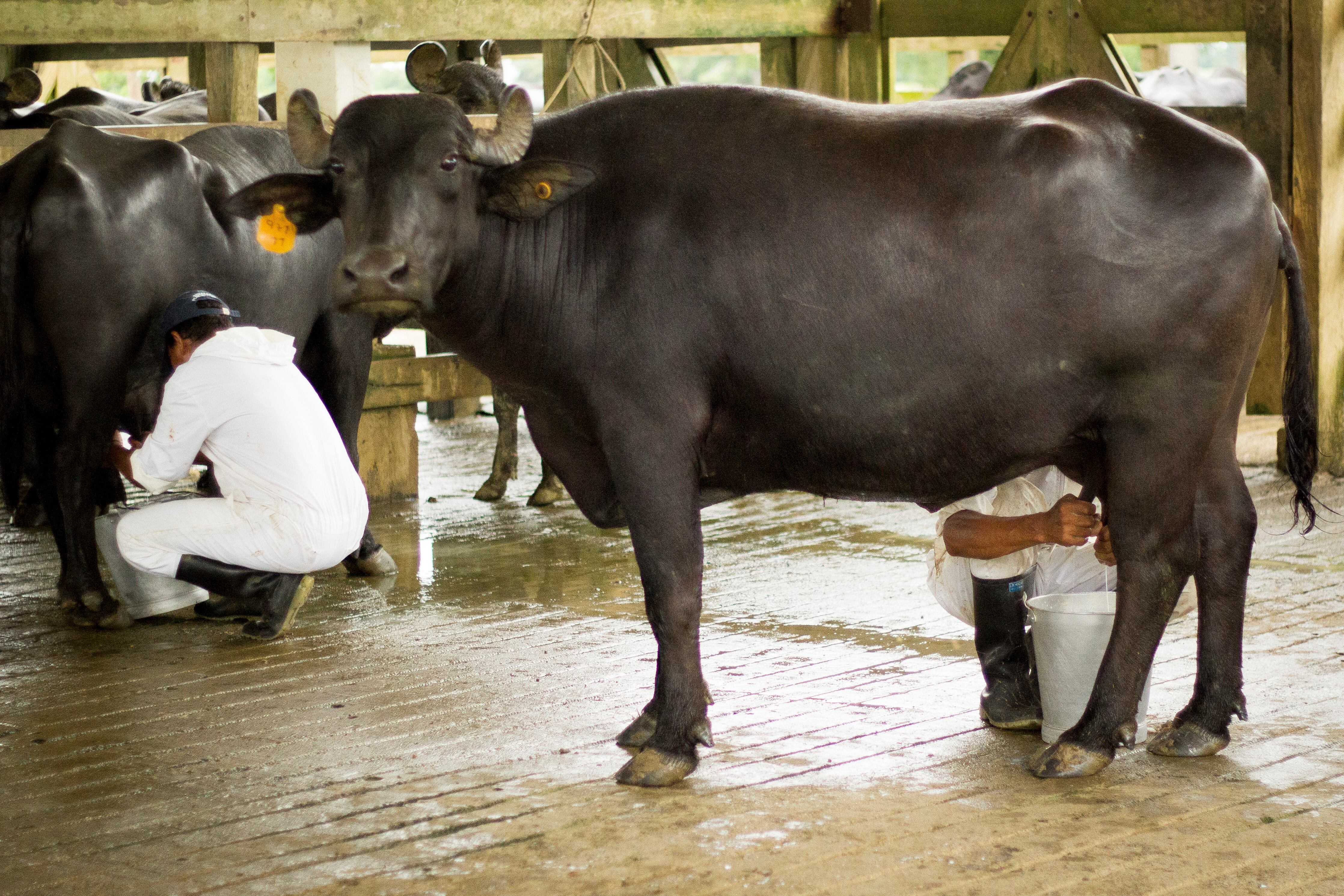 Córdoba alberga la mayor población de búfalos del país.