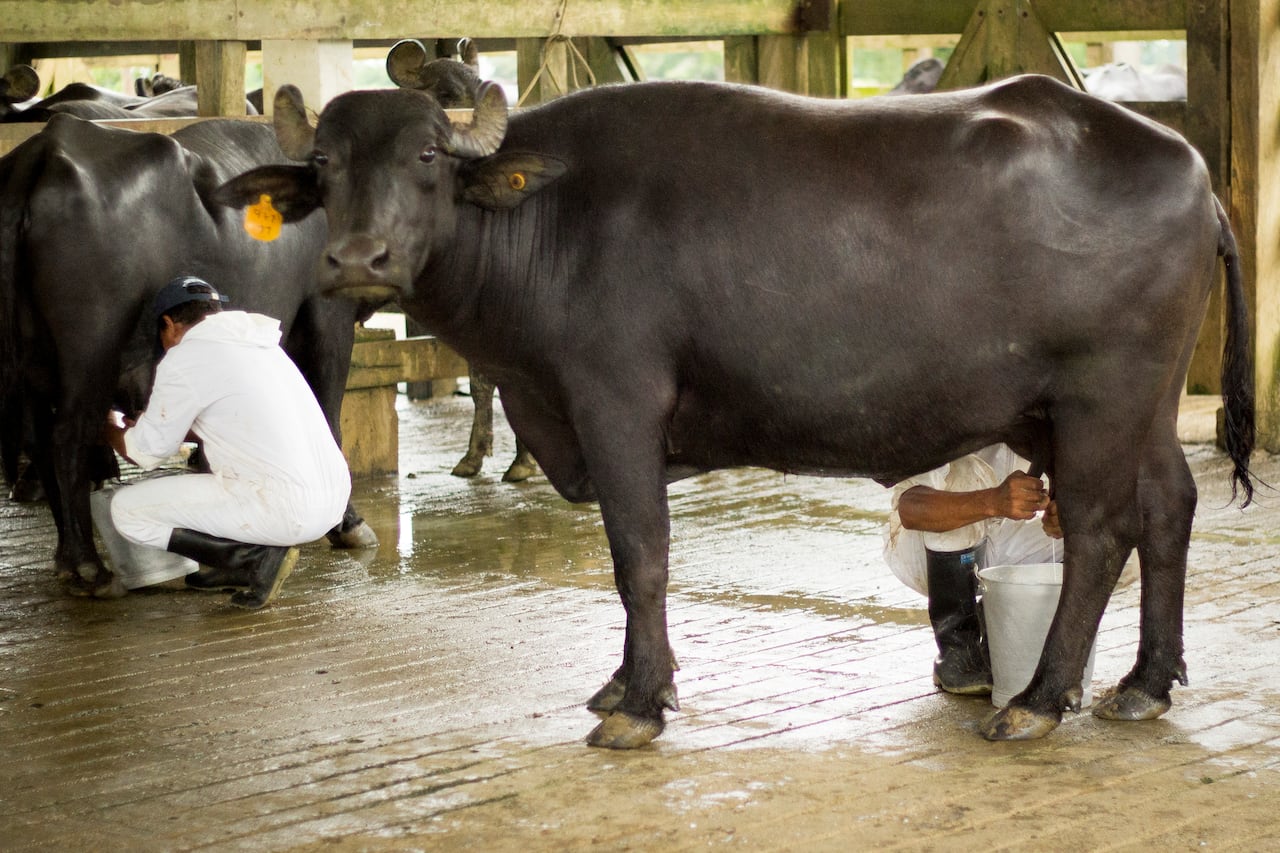Córdoba alberga la mayor población de búfalos del país.