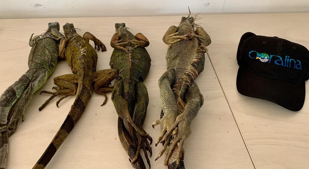 La autoridad reveló que aunque es el primer caso de captura en flagrancia por parte de la Policía Nacional y apoyado por CORALINA en este 2023.