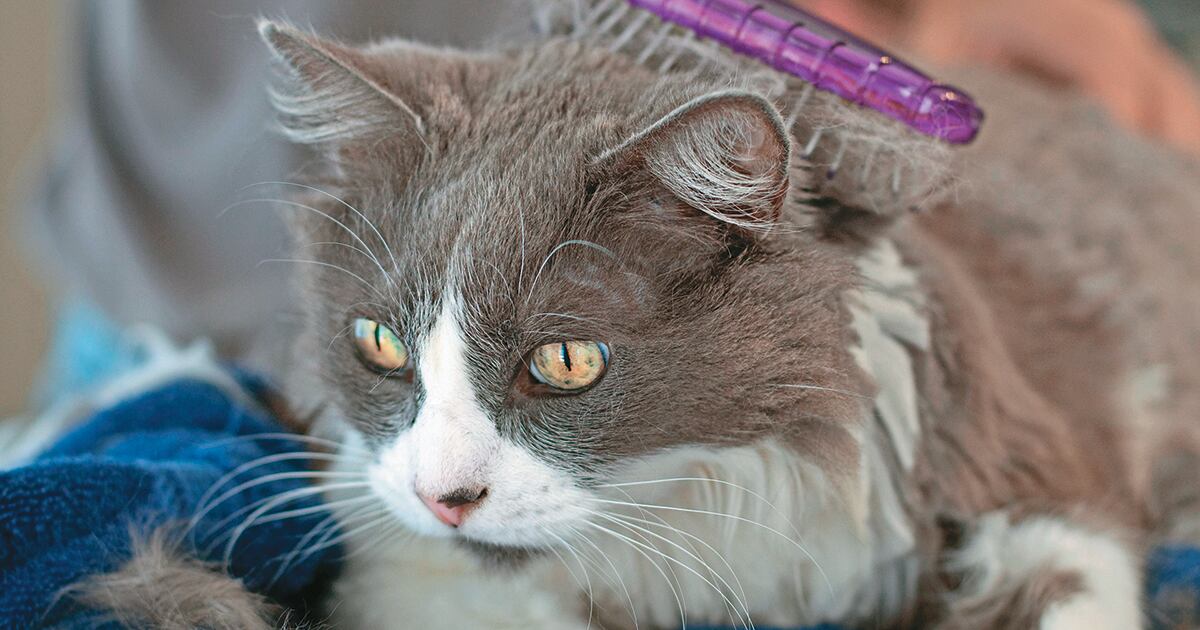 Los pelos, resultado del continuo acicalamiento, se acumulan en el tracto digestivo y el intento por regurgitarlos genera una irritación conocida como tricobezoares. 