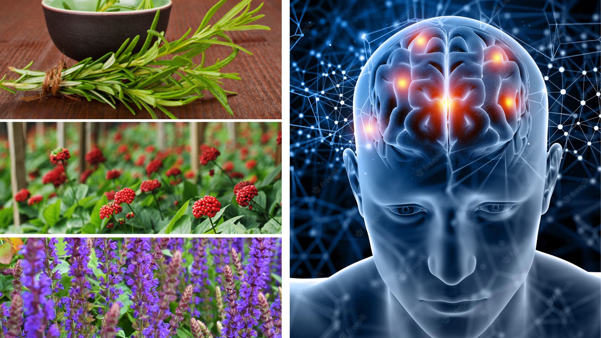 Las tres plantas que no permitirán que el cerebro se debilite.