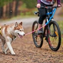 Las mejores rutas y parques Pet Friendly para disfrutar con la mascota en Bogotá.