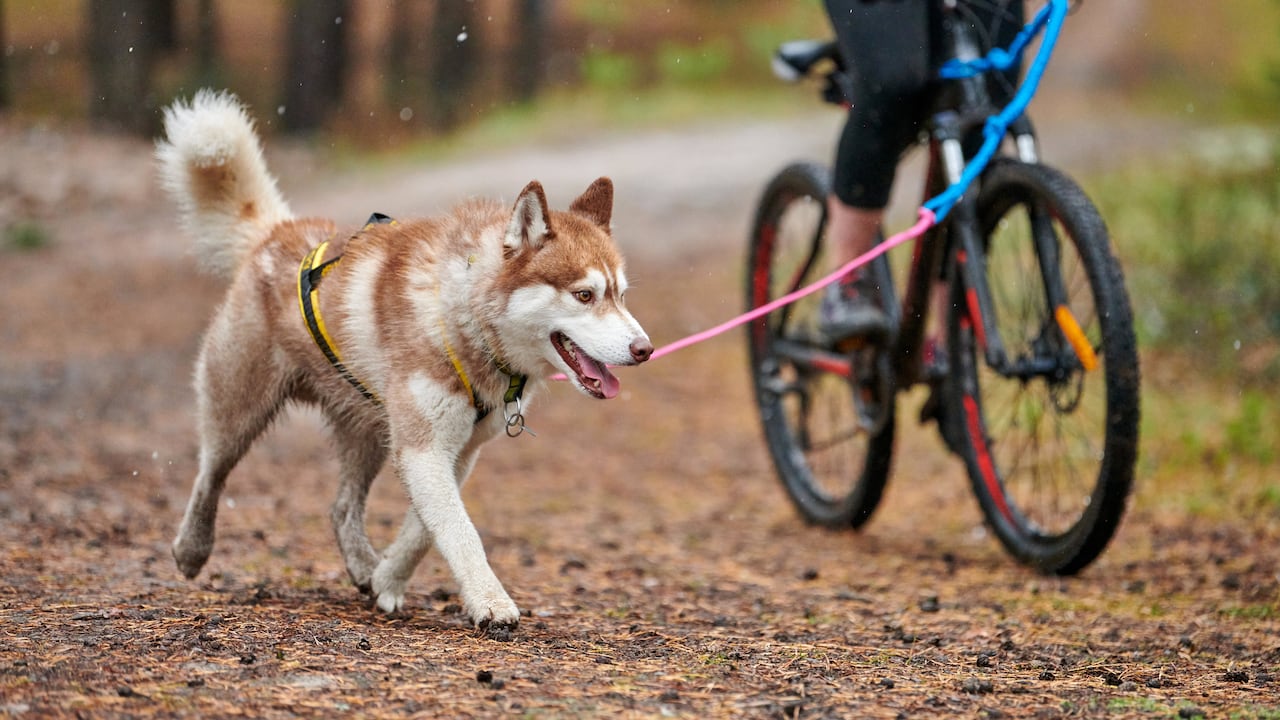 Las mejores rutas y parques Pet Friendly para disfrutar con la mascota en Bogotá.