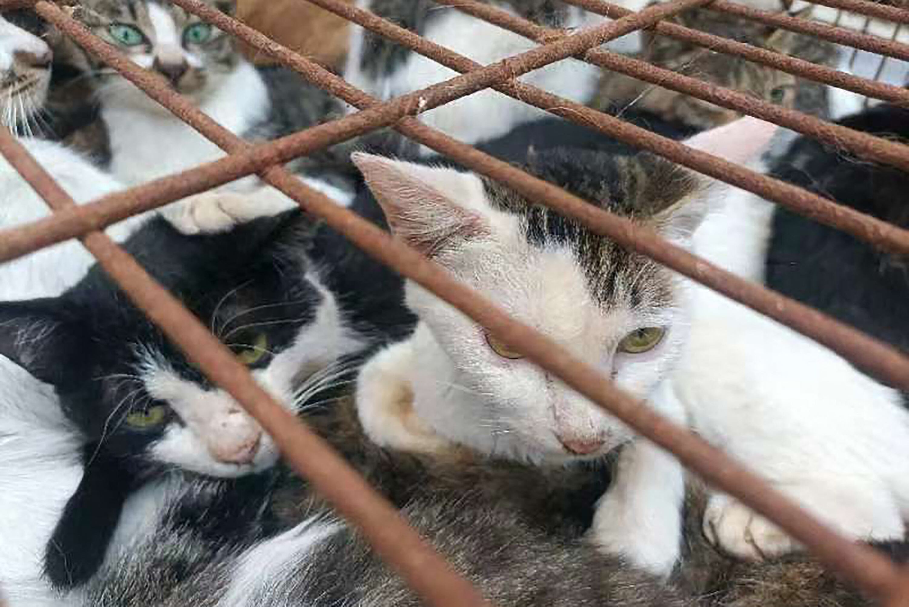 Gatos rescatados en China