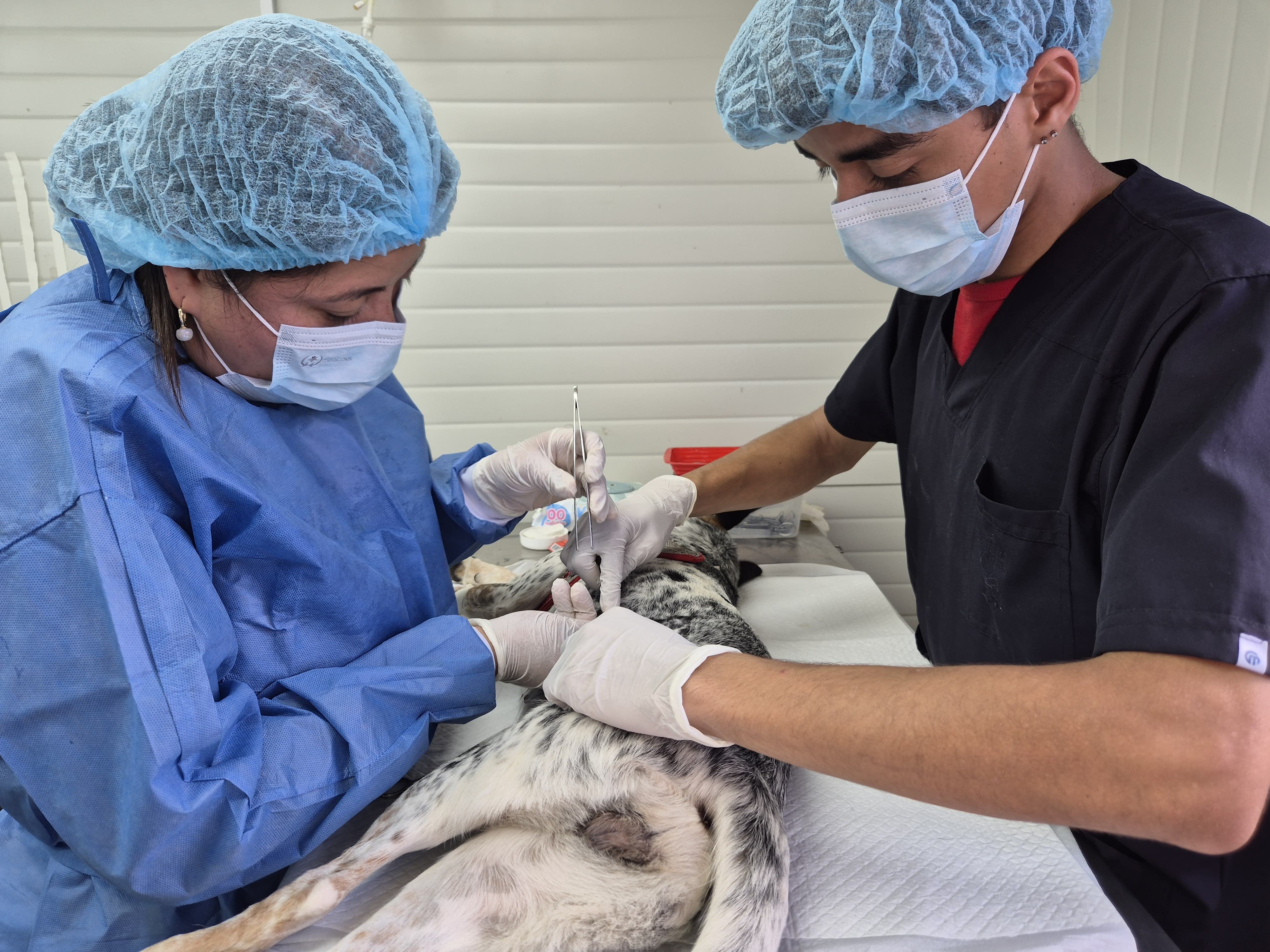 La participación activa de la comunidad es clave para el éxito de estas actividades, por eso recomendaron a las comunidades legar puntualmente y seguir todas las indicaciones del personal presente para garantizar una atención ágil, segura y respetuosa para los animales.