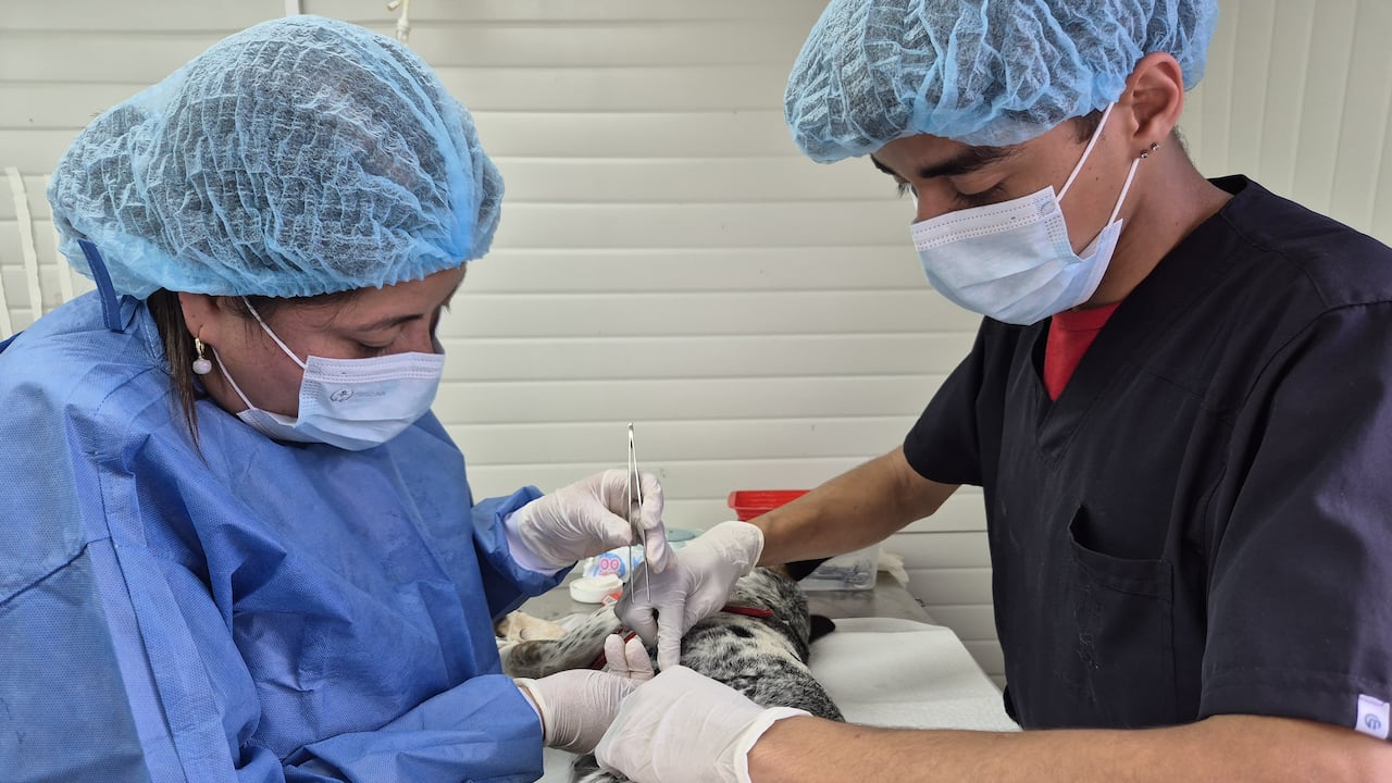 Jornadas de esterilización gratuita.