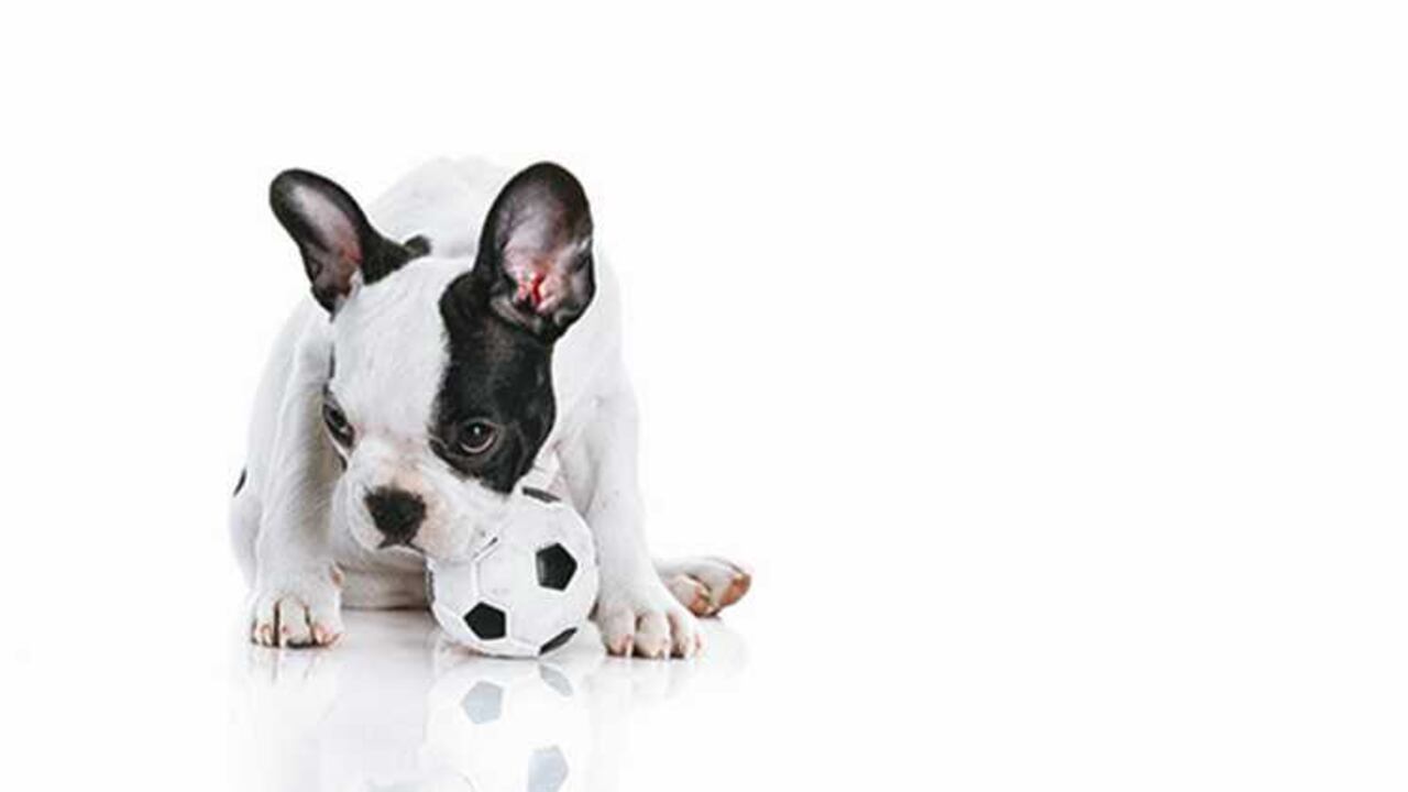 cachorros aprenden jugando