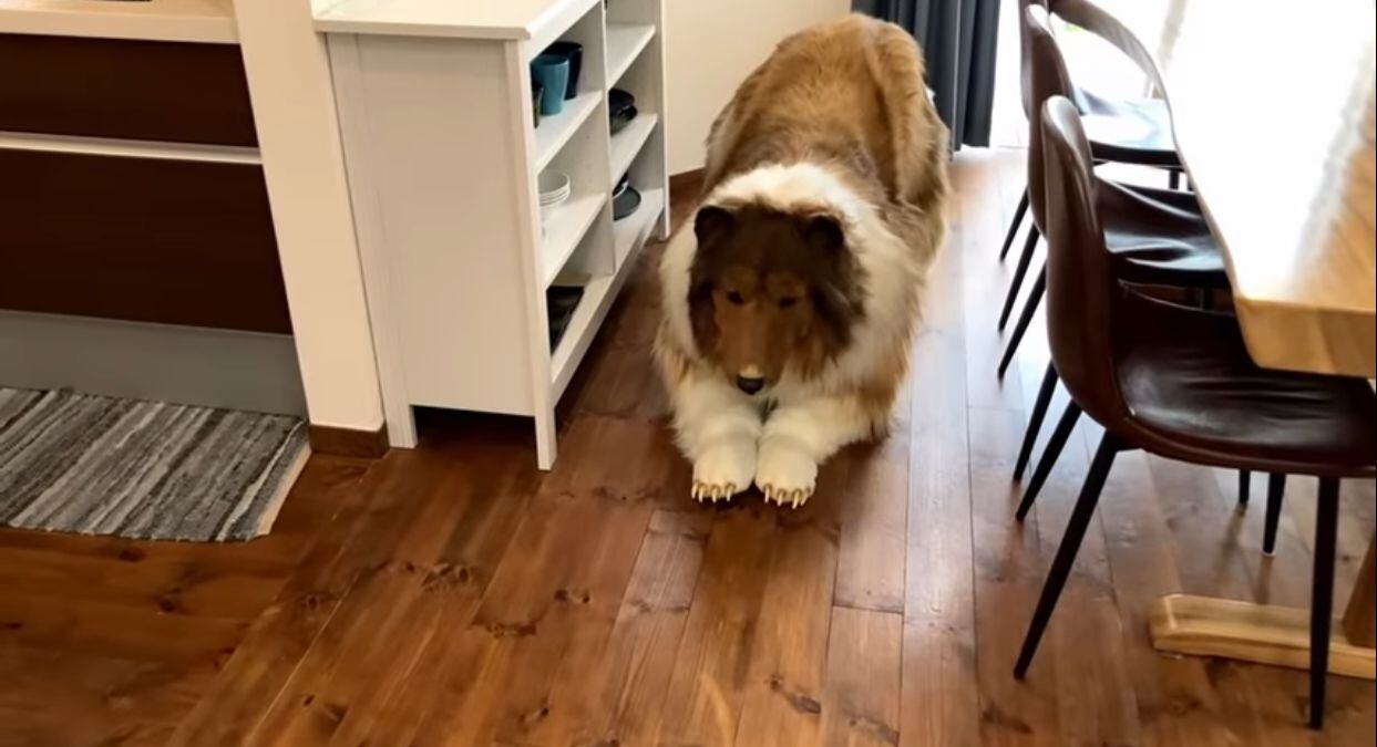 El hombre perro asegura que su disfraz es perfecto, el cual, tuvo un valor de 14.000 dólares