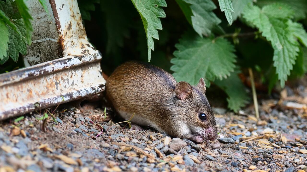 Los ratones pequeños pueden ser muy peligrosos.