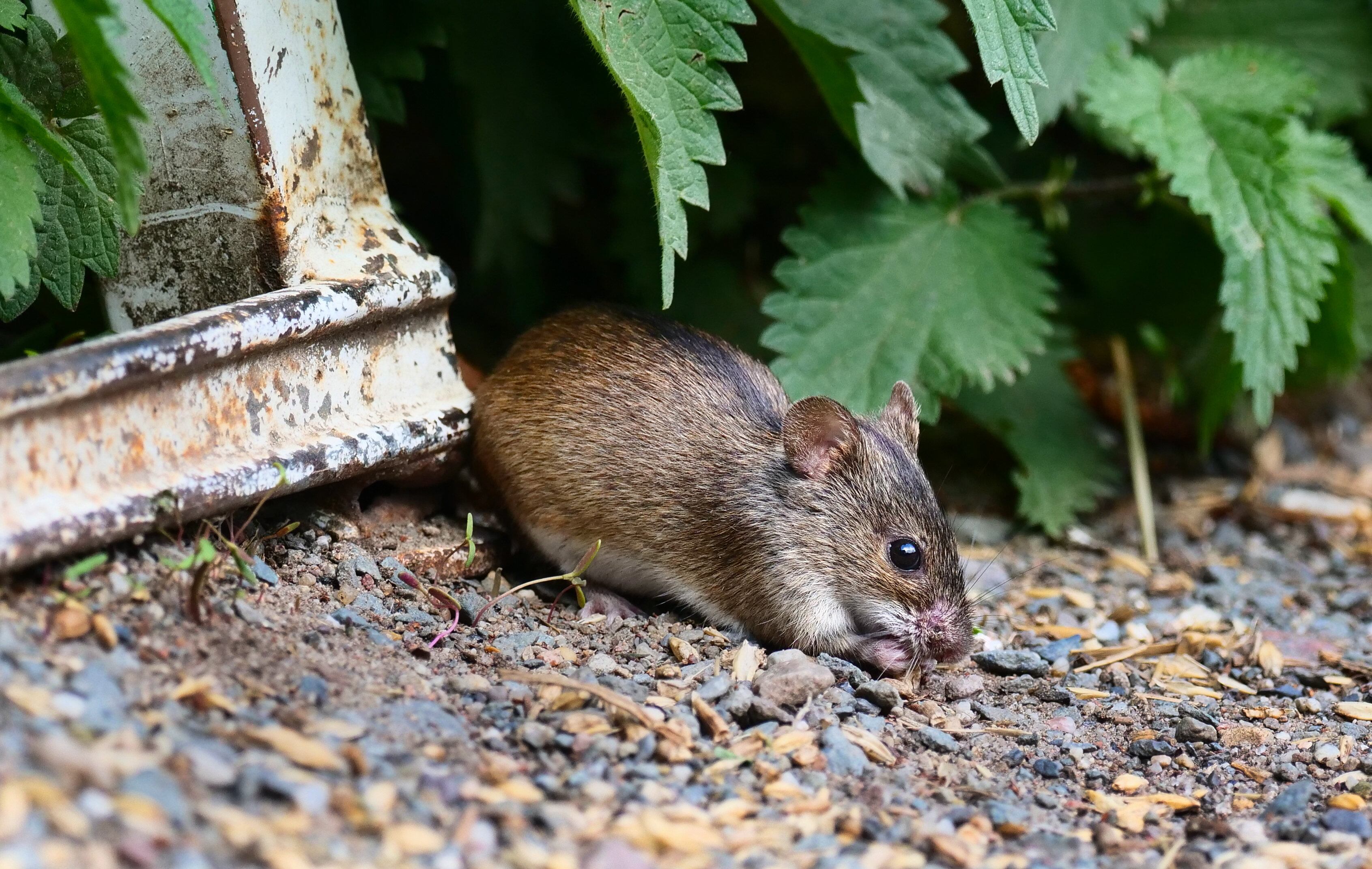 Los ratones pequeños pueden ser muy peligrosos.
