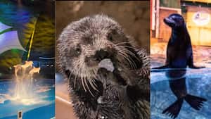 El acuario de Georgia es considerado como el más grande del mundo