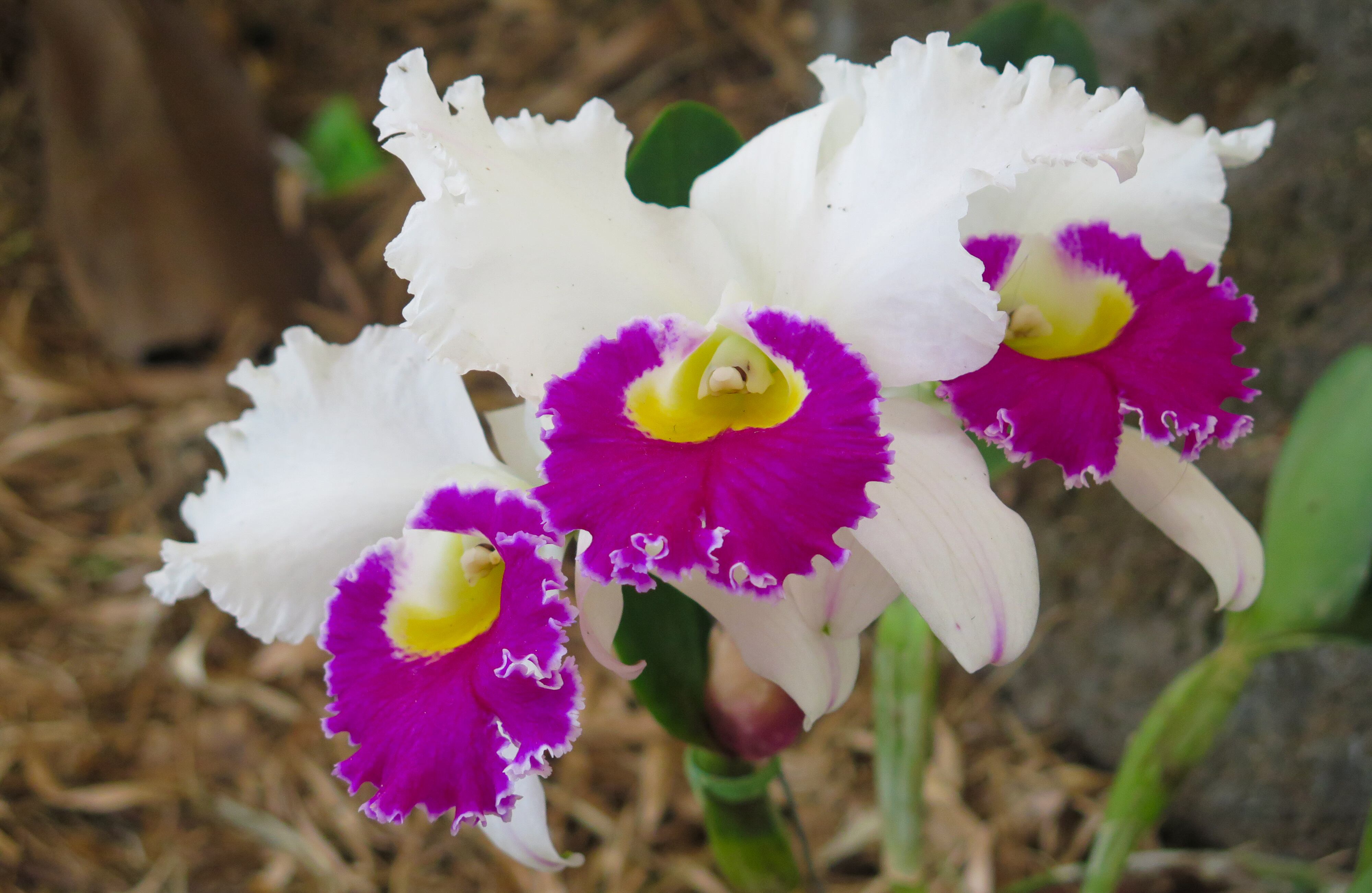 Catleya Trianae. Los cambios de una flor a otra pueden ser imperceptibles. Sin embargo, explica  Fabian Andrés Patiño, profesional en ingeniería forestal, es común que en climas húmedos se encuentren continuamente nuevas especies con características cada vez más novedosas. Foto: Getty Images/iStockphoto