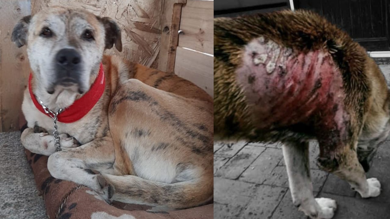 Douglas, el perro criollo que fue atacado con agua caliente en Cota, Cundinamarca.