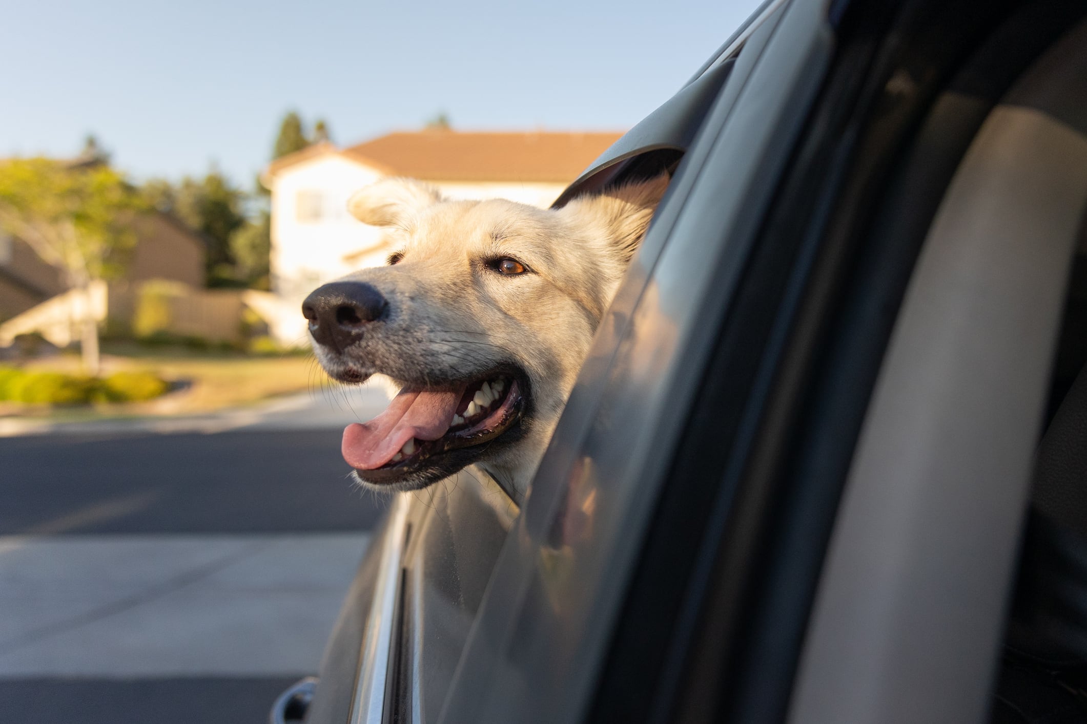 ¿Por qué los perros aman sacar la cabeza por la ventana del auto?
