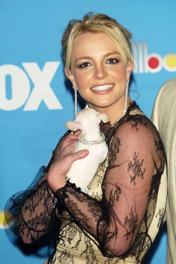 Britney Spears, y sus también chihuahuas: Bit Bit  y Lucky, como el nombre de dos de sus canciones. Estos chihuahuas tiene su propia habitación en la lujosa mansión de la artista en Beverly Hills. Foto: tomada de www.rsvponline.mx