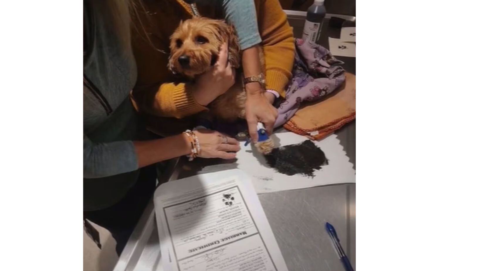 Pareja cambió sus planes de boda por su mascota