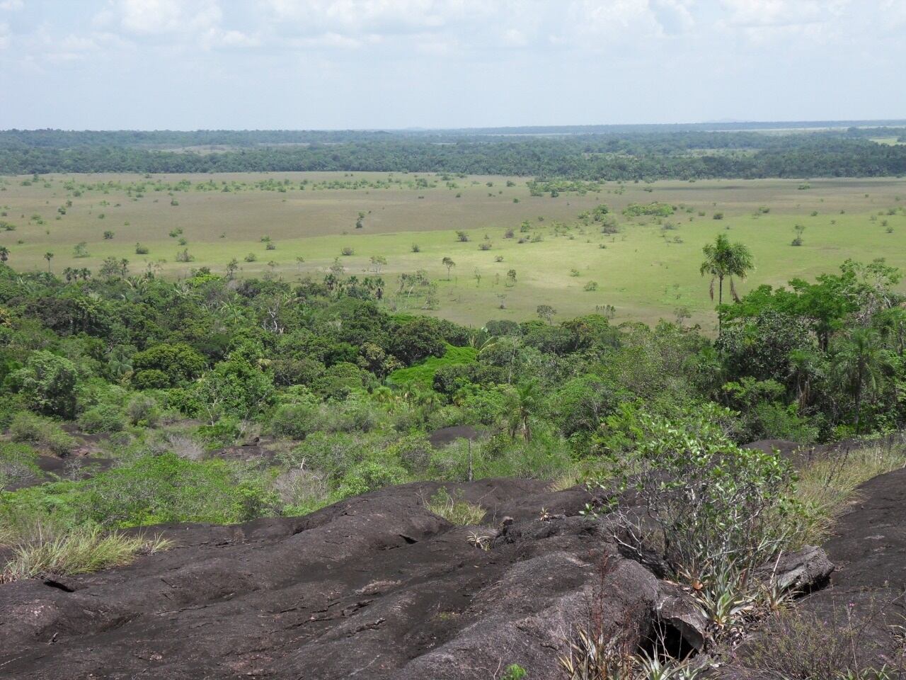 mamíferos en Colombia