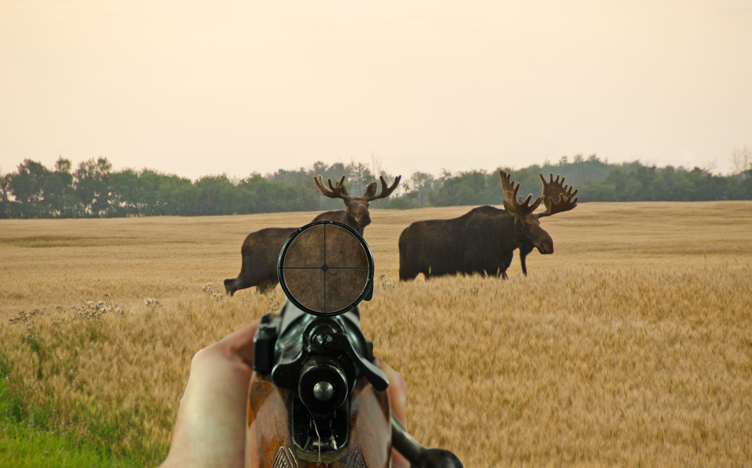Jóvenes cazadores de alces fueron encontrados sin vida por las autoridades