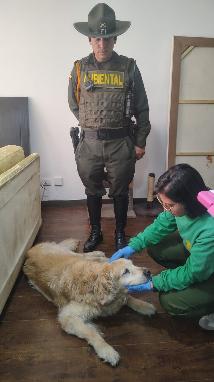 Samantha, la perrita que fue rescatada de las manos de su agresor en el sector de Cedritos.