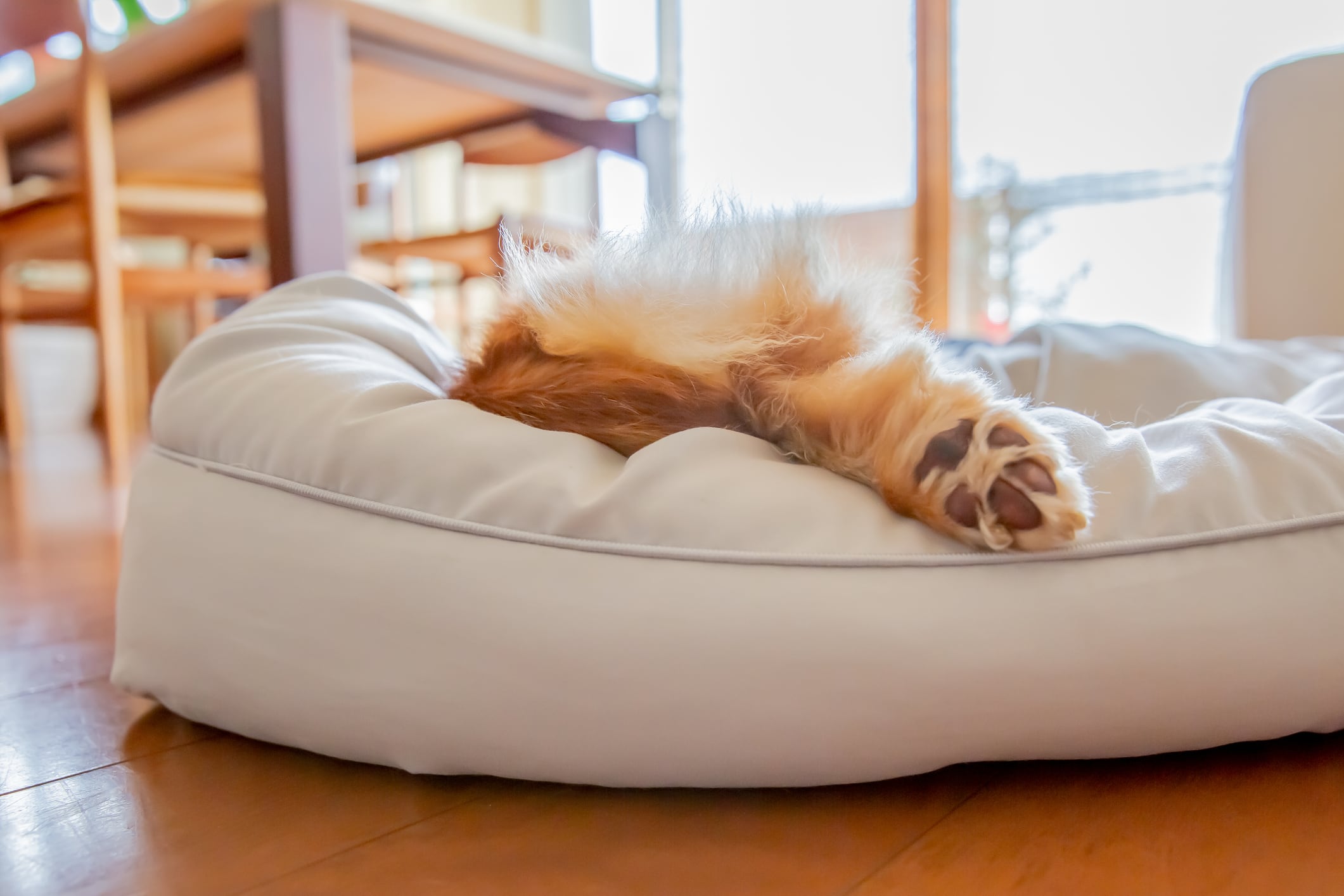 Almohadillas de los perros.