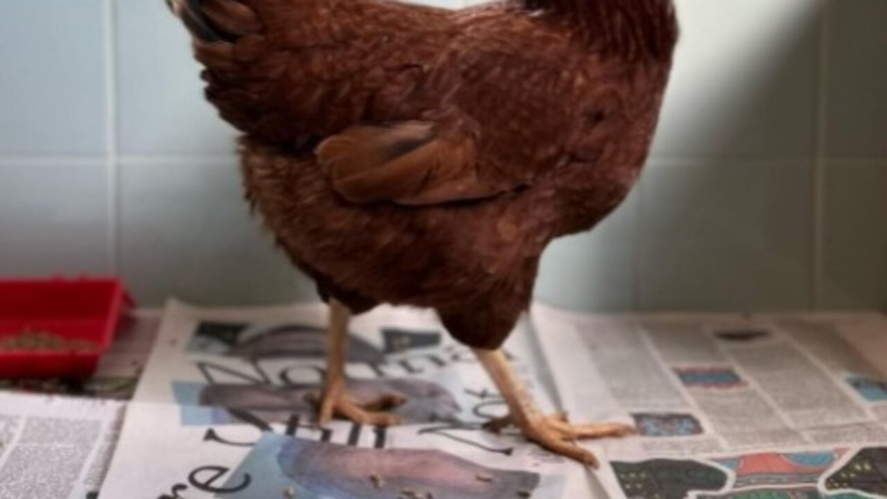 Gallina en el Pentágono.