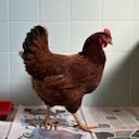 Gallina en el Pentágono