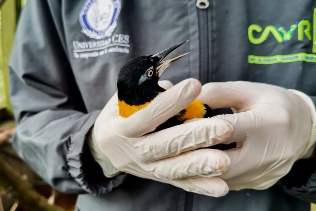 Área Metropolitana traslada 66 especies silvestres tras certificar la inviabilidad de su regreso a la naturaleza.