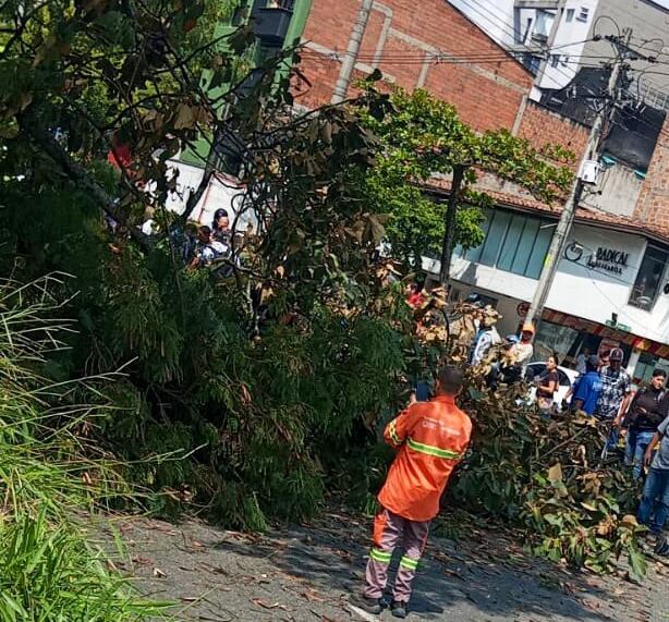 La caída del árbol generó una gran conmoción en la zona.