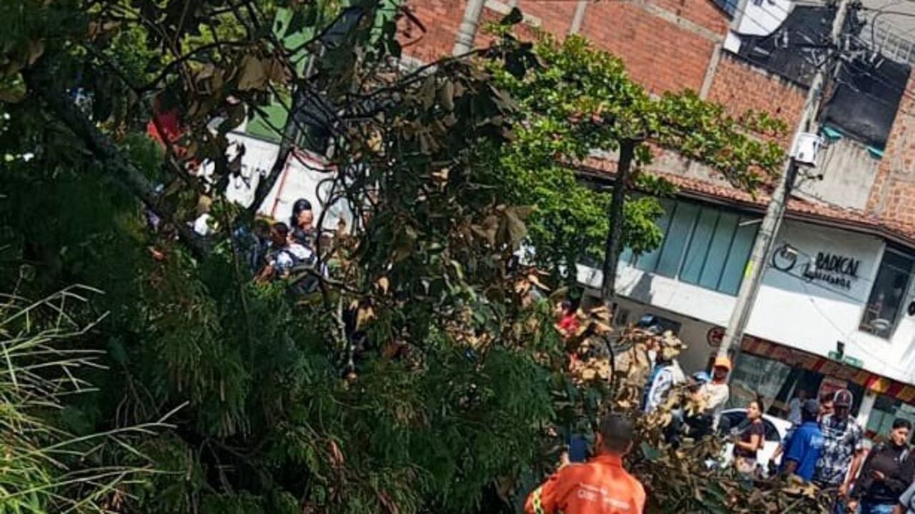 La caída del árbol generó una gran conmoción en la zona.