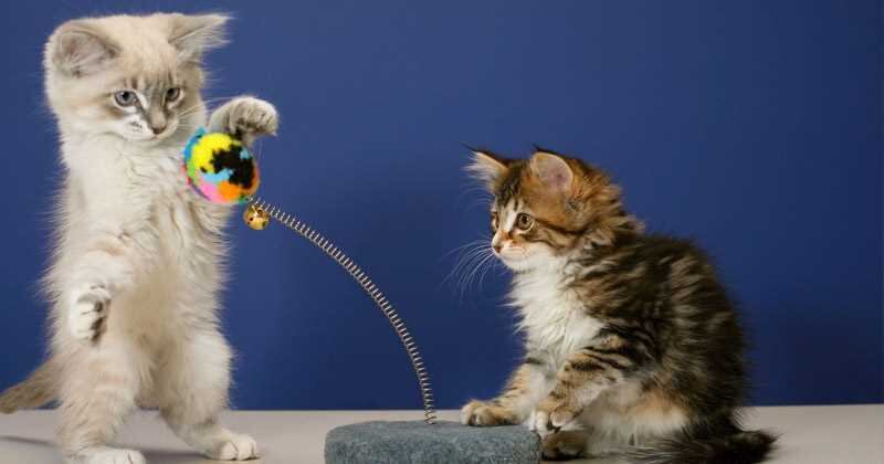 Juguetes caseros para gatos.