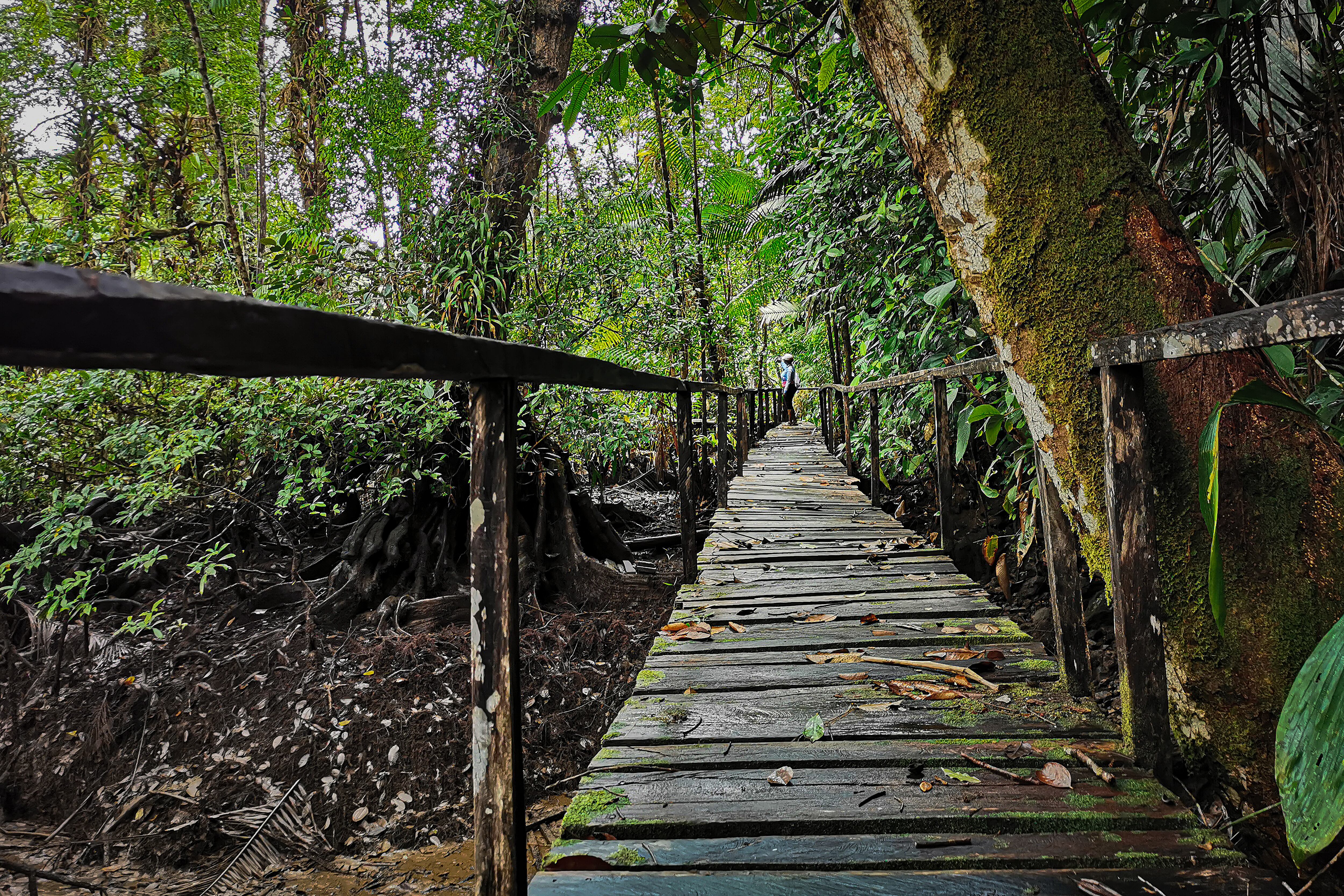 El pacífico colombiano, con sus paisajes de selva húmeda, sus playas, su gastronomía y su biodiversidad, son el sitio turístico, cultural y gastronómico, que atrae a miles de visitantes cada año.