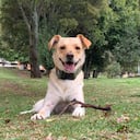 ¿Cuántos años vive un perro? Foto: Andrea Gómez - Semana