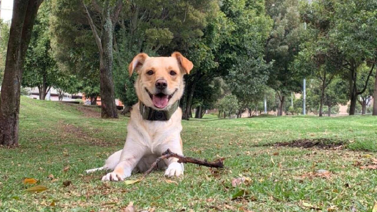 ¿Cuántos años vive un perro? Foto: Andrea Gómez - Semana
