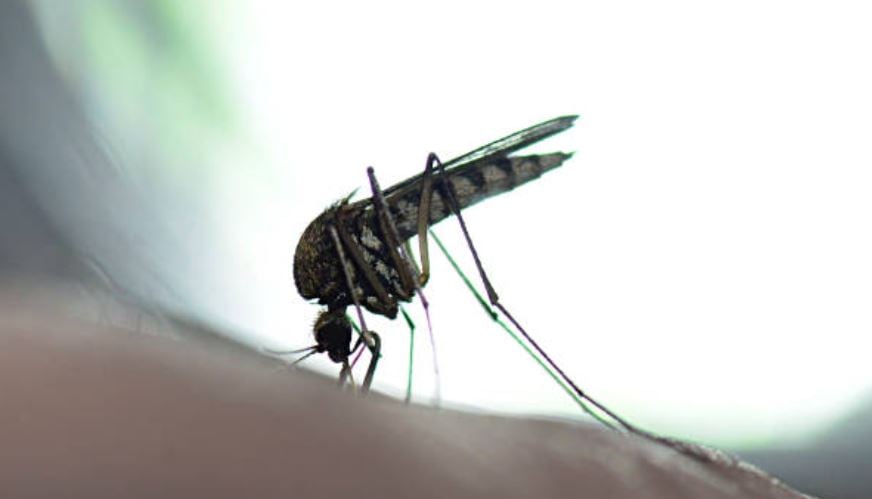 Cada año se reportan 200.000 casos de fiebre amarilla y 30.000 muertes a causa de esta enfermedad en el mundo, según la Organización Mundial de la Salud.