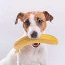 Perro comiendo fruta