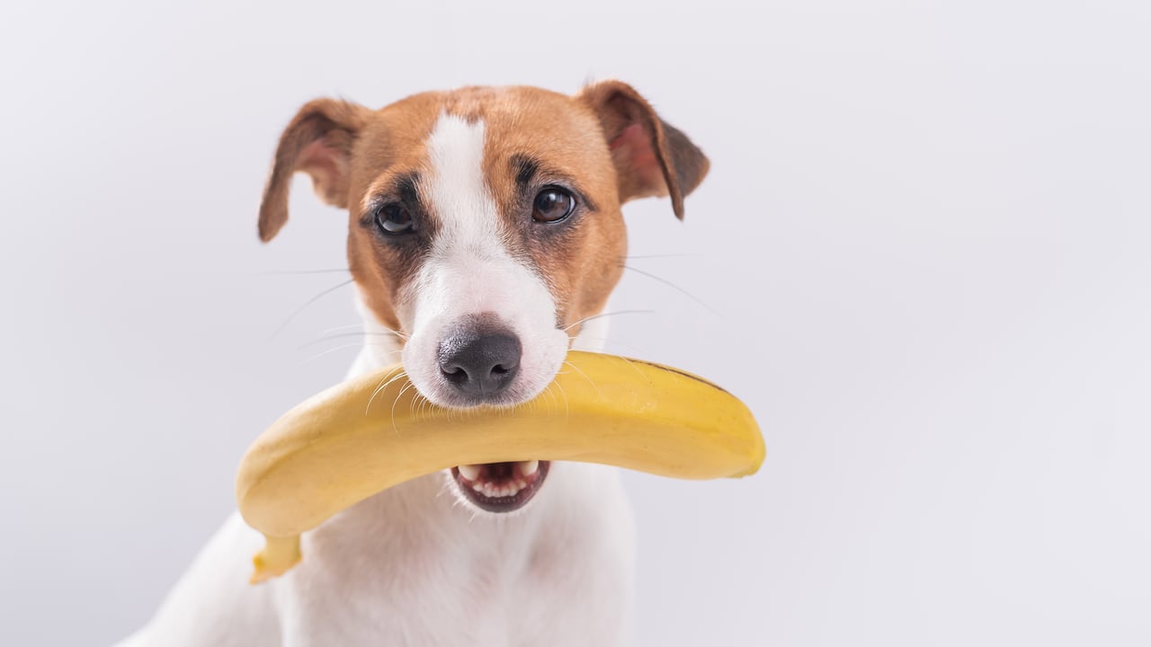 Según los creadores, Sparky, el perro robot, puede realizar cualquier truco. Imagen de referencia.