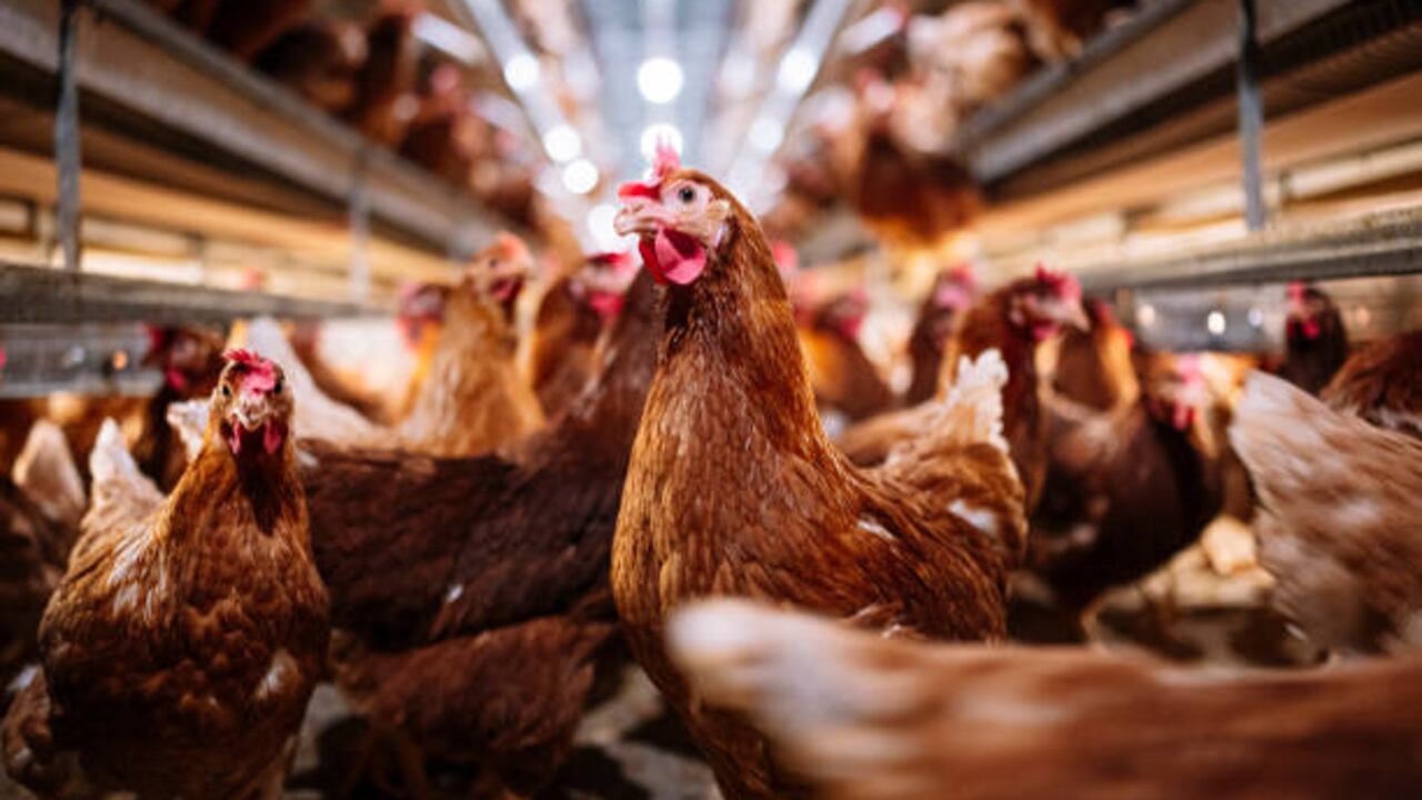 La recuperación de este estatus es un mensaje de confianza para los mercados internacionales para que abran las puertas al pollo y al huevo que se producen en el país.