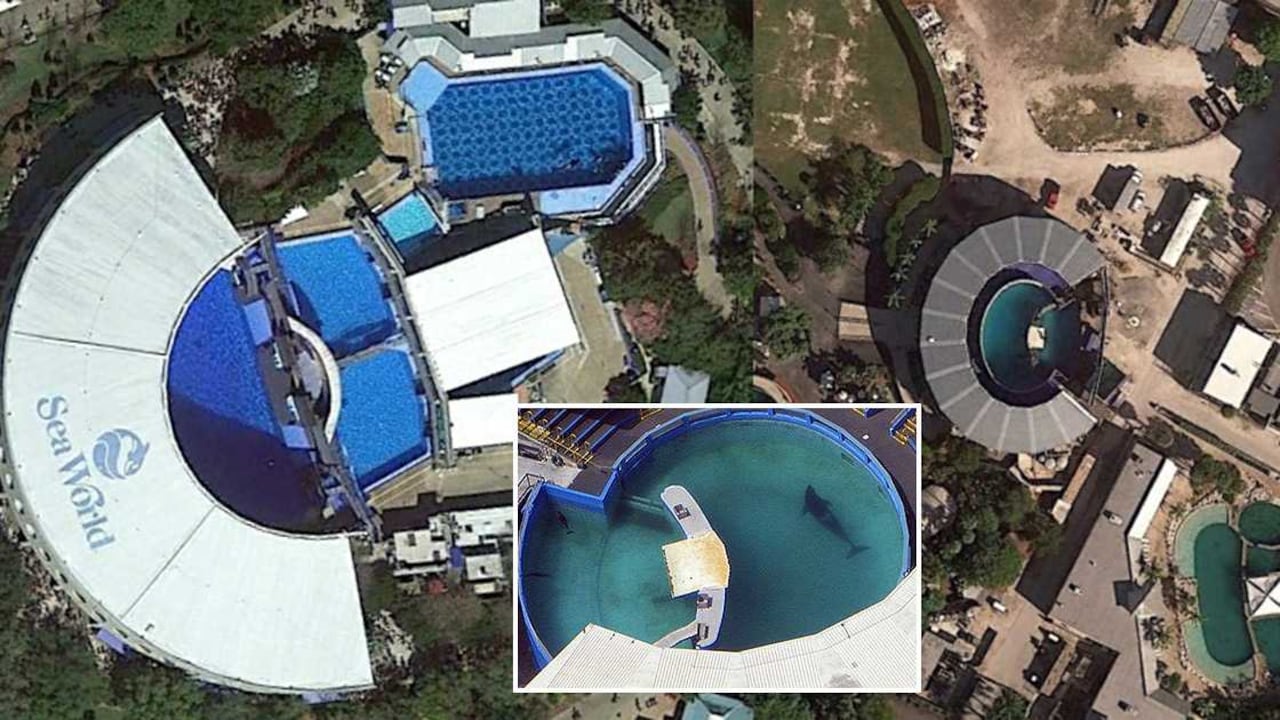 A pesar de que las instalaciones de Sea World son gigantescas, Lolita está confinada a un pequeño estanque.